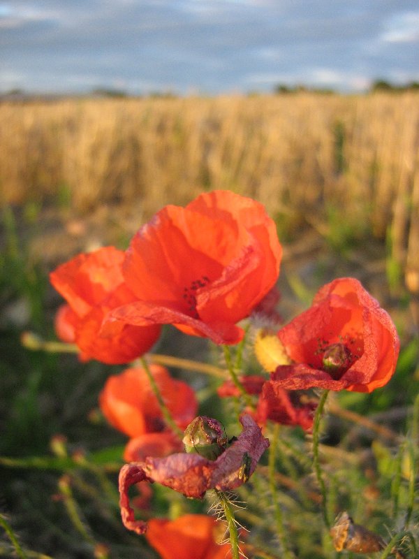 Изображение особи Papaver rhoeas.