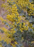 Acacia cultriformis