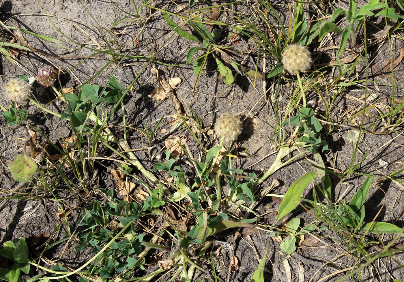 Изображение особи Trifolium fragiferum.