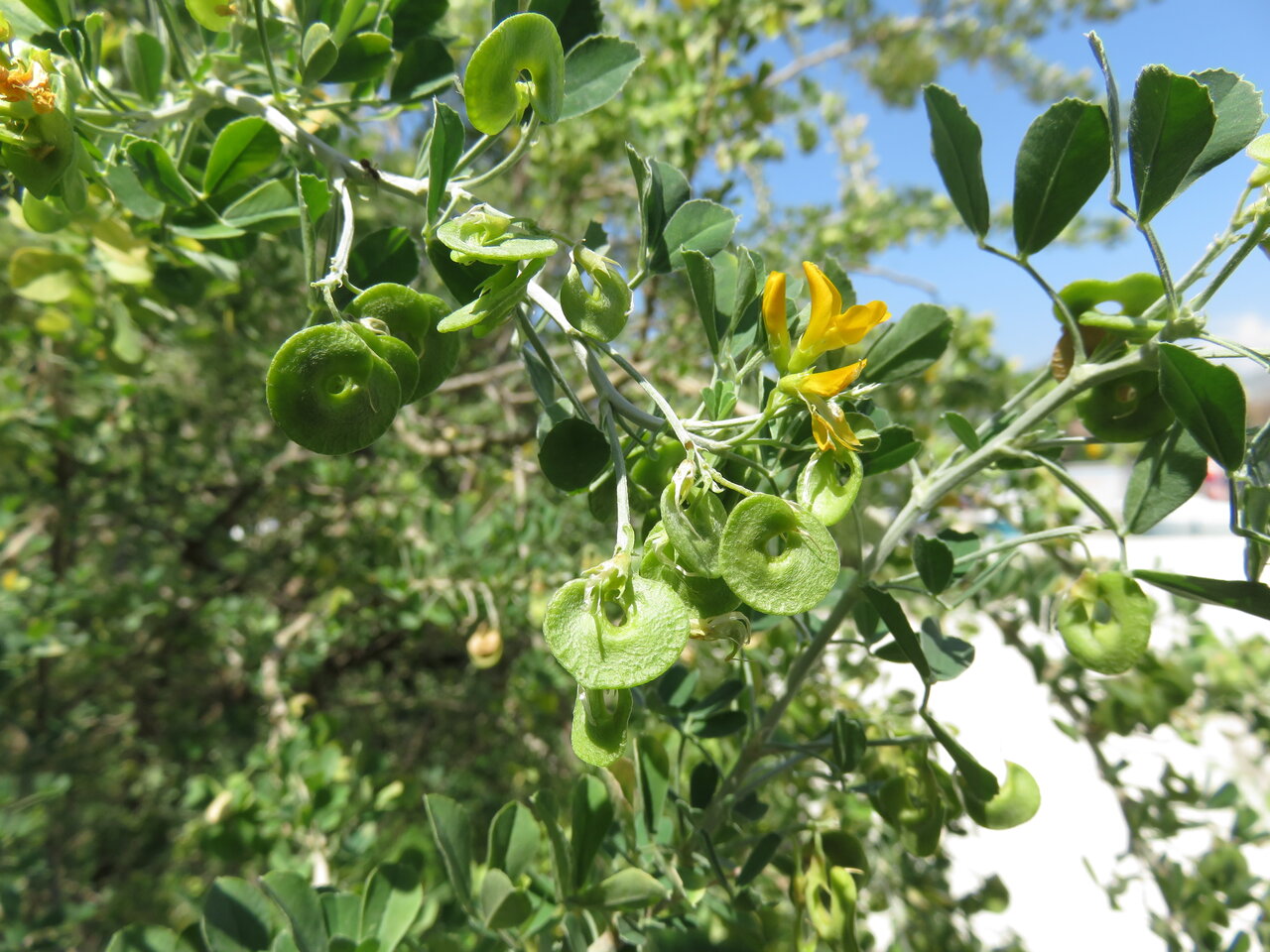 Изображение особи Medicago arborea.