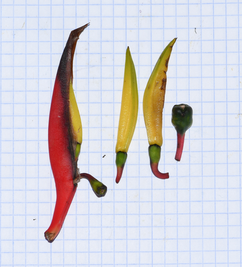 Image of Heliconia subulata specimen.