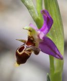 Ophrys oestrifera. Цветок. Краснодарский край, м/о город-курорт Анапа, окр. с. Большой Утриш, можжевеловый лес. 3 мая 2021 г.