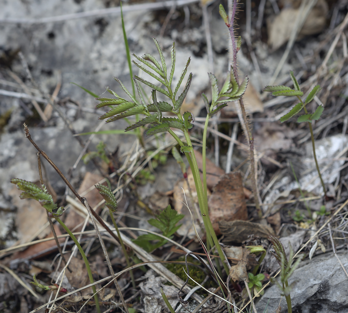 Image of Sanguisorba officinalis specimen.