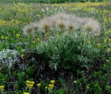 Pulsatilla taurica. Плодоносящее растение. Крым, гора Чатыр-Даг, нижнее плато, степь. 30.05.2021.