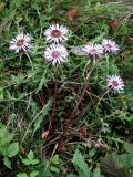 Carlina acaulis