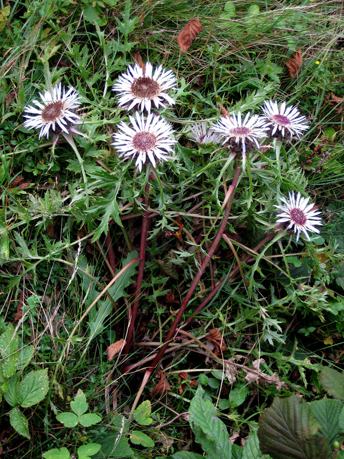 Изображение особи Carlina acaulis.