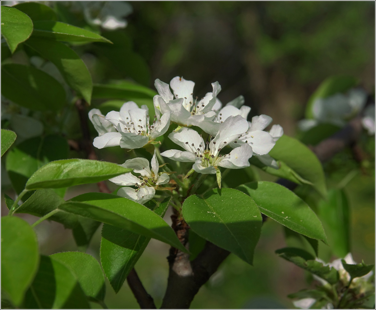 Image of Pyrus communis specimen.