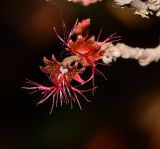 Acalypha wilkesiana. Пестичный цветок. Израиль, Шарон, пос. Кфар Шмариягу. 05.05.2017.