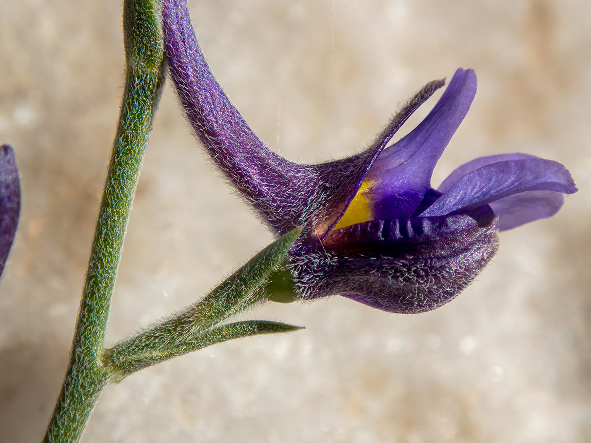 Image of Delphinium peregrinum specimen.