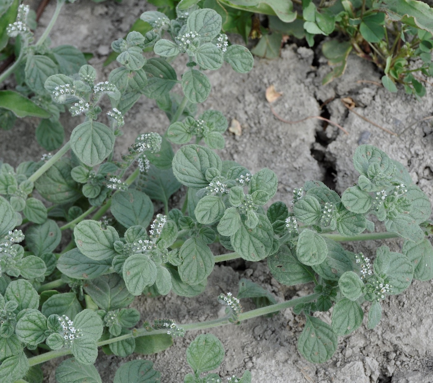 Image of Heliotropium supinum specimen.