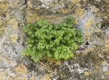 Asplenium ruta-muraria