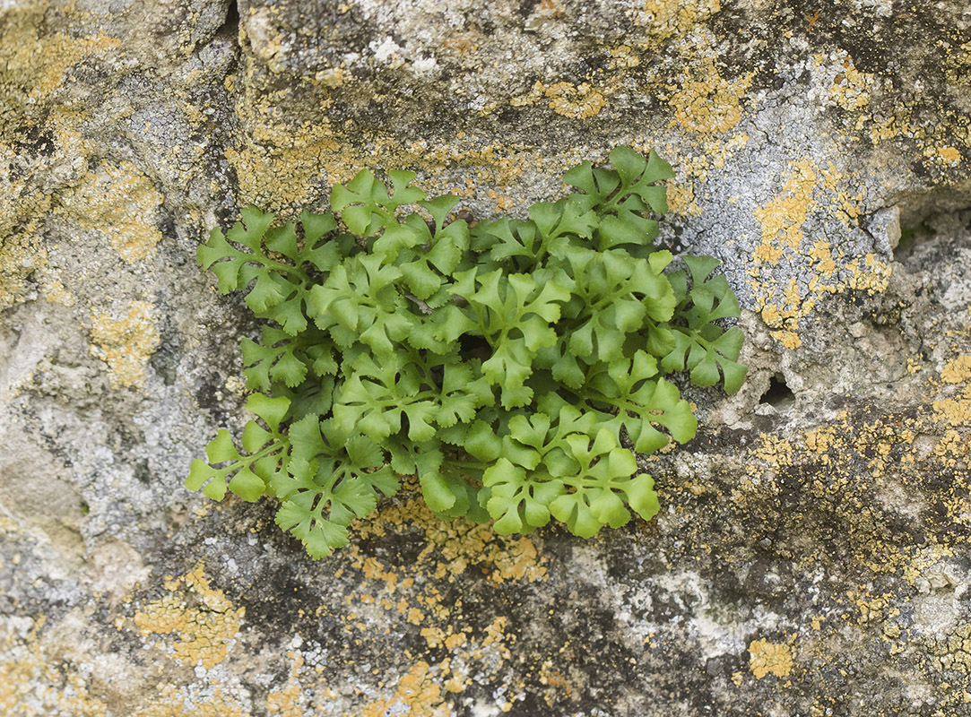 Image of Asplenium ruta-muraria specimen.