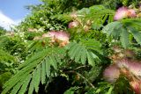 Albizia julibrissin. Верхушка ветви с соцветиями. Крым, окр. пос. Никита, тропа к Никитской расселине. 14.07.2021.