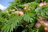 Albizia julibrissin. Верхушка ветви с соцветиями. Крым, окр. пос. Никита, тропа к Никитской расселине. 14.07.2021.