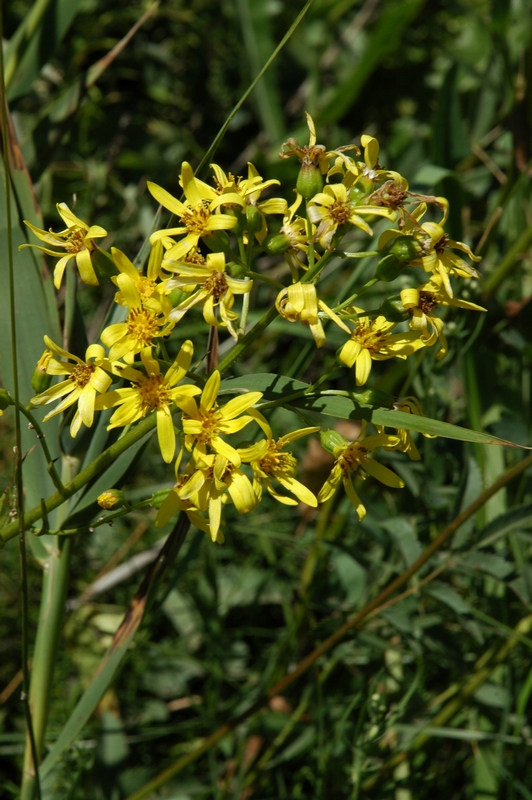 Image of Ligularia thyrsoidea specimen.