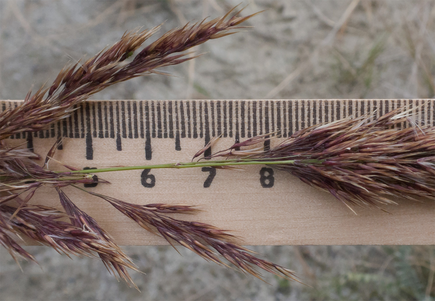 Image of Calamagrostis balkharica specimen.