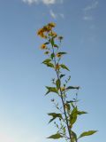 Helianthus tuberosus