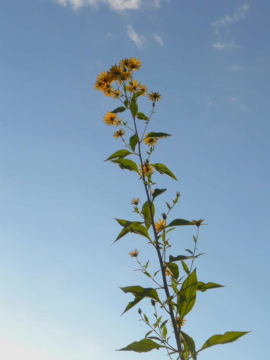 Изображение особи Helianthus tuberosus.