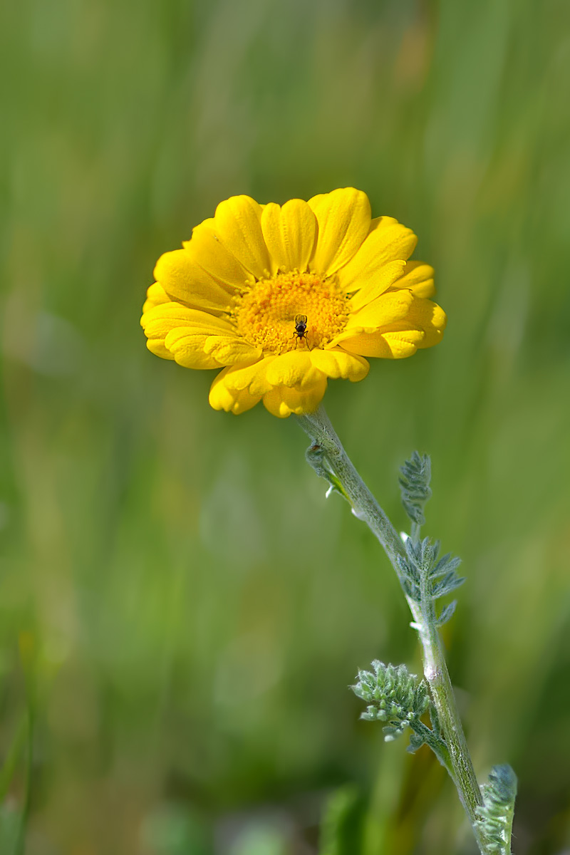 Image of Anthemis marschalliana ssp. pectinata specimen.