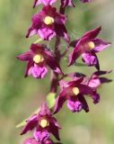 Epipactis atrorubens