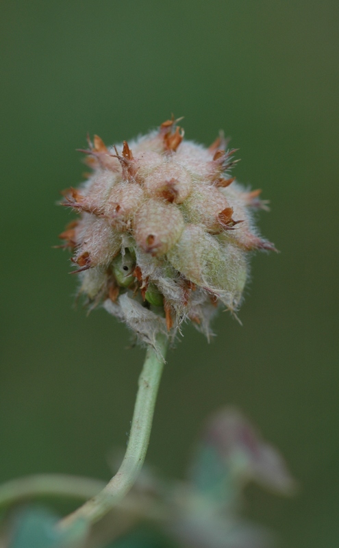 Image of Trifolium fragiferum specimen.