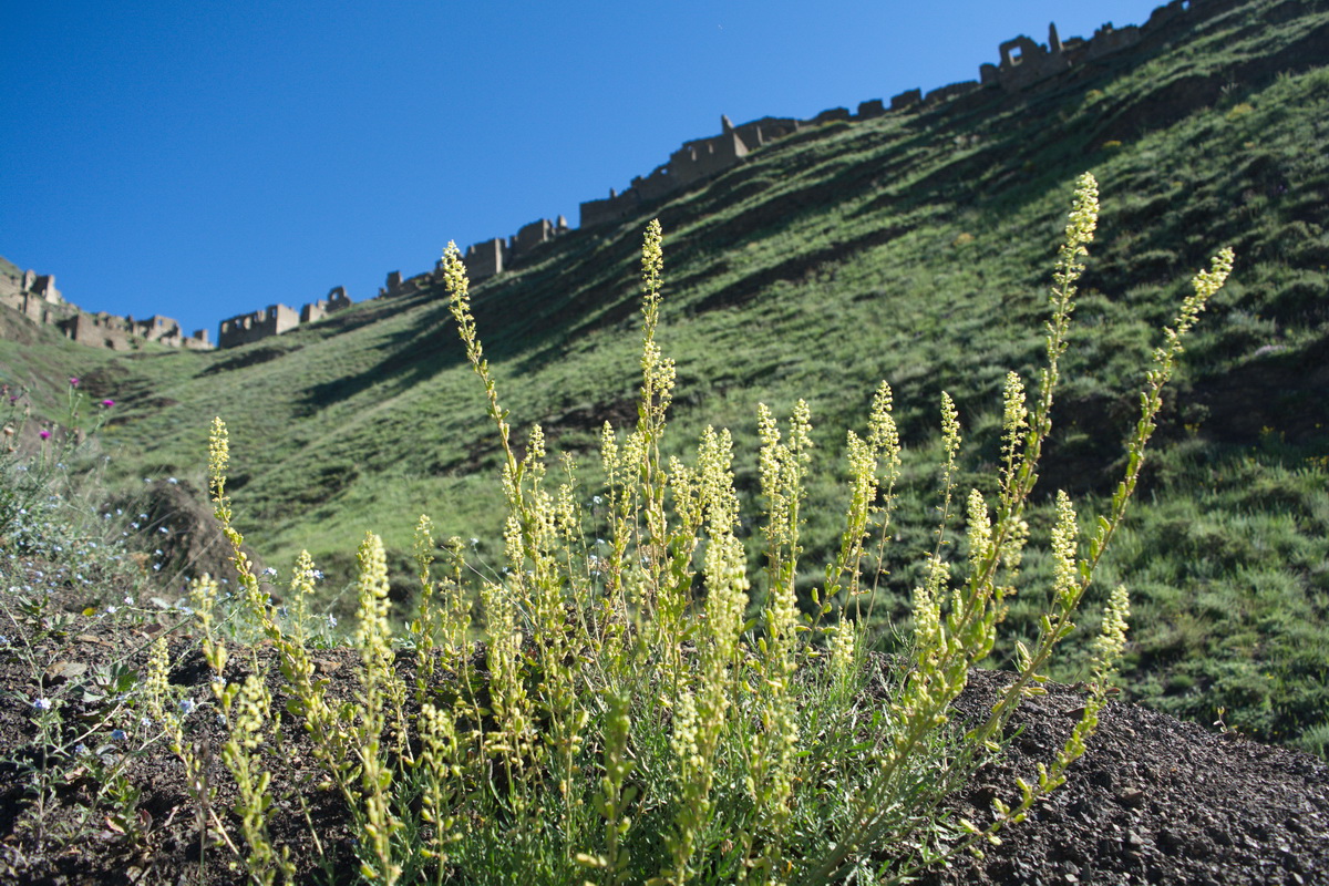 Image of Reseda lutea specimen.