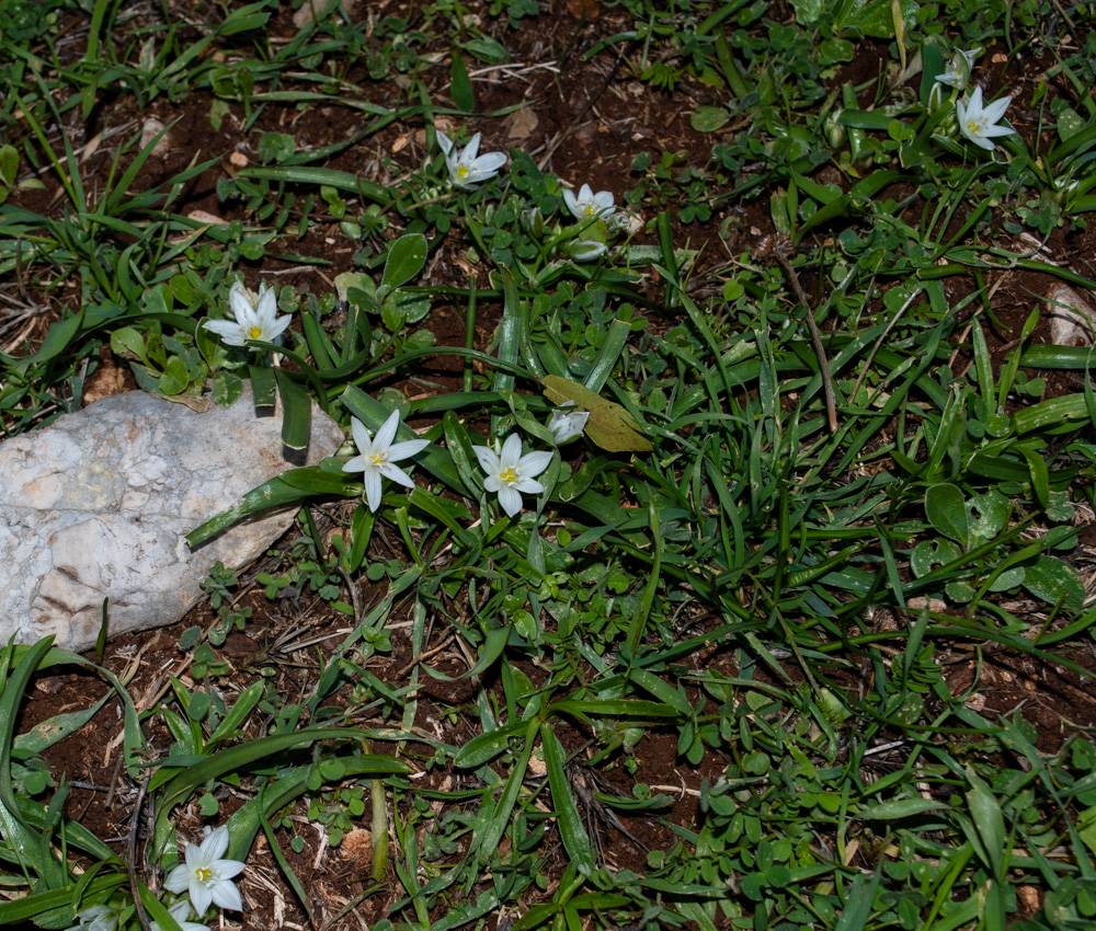 Изображение особи Ornithogalum montanum.