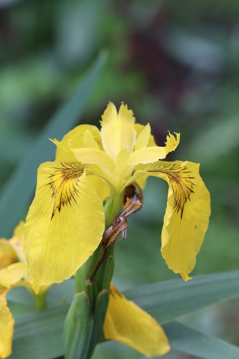 Image of Iris pseudacorus specimen.