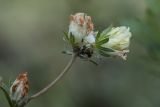 Anthyllis macrocephala