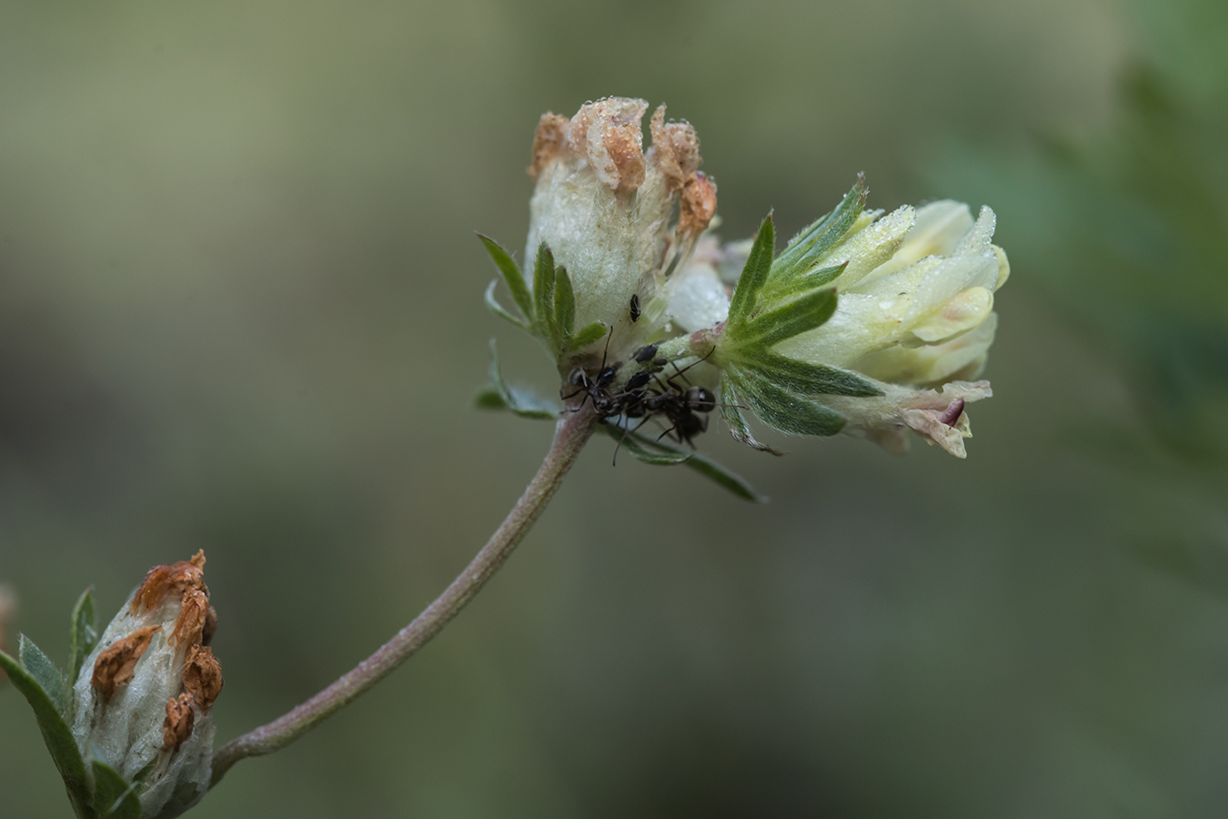 Изображение особи Anthyllis macrocephala.