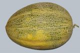 Image of taxon representative. Author is Тулкин Тиллаев