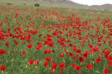 Papaver macrostomum