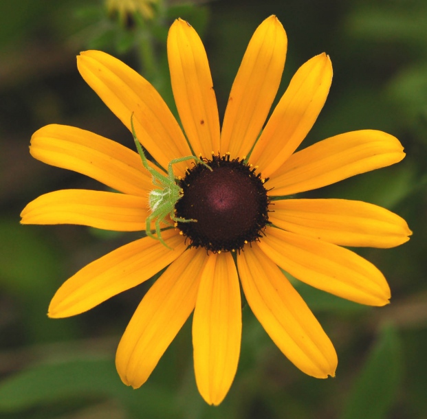 Image of Rudbeckia hirta specimen.