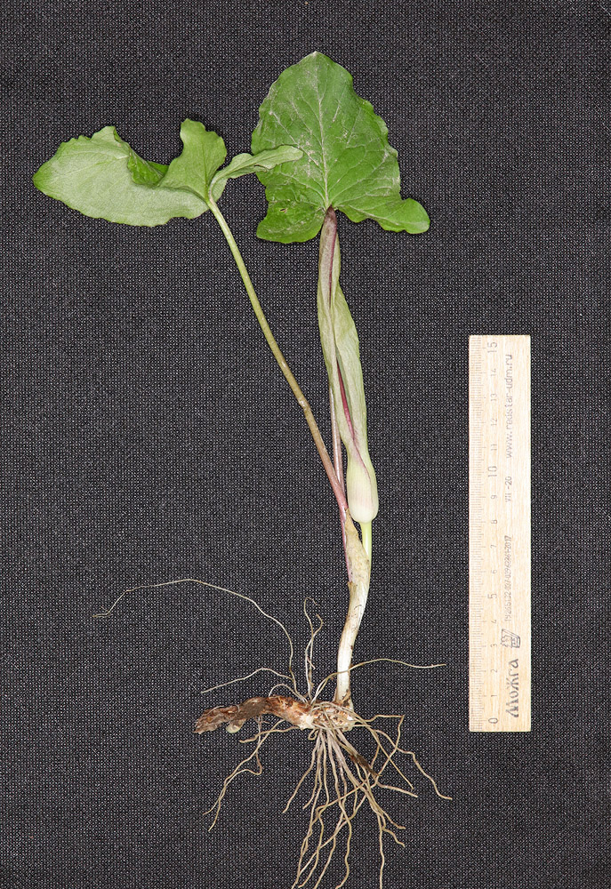 Image of Arum amoenum specimen.