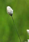 Eriophorum vaginatum. Верхушка побега с соплодием. Приморский край, Ханкайский р-н, окр. с. Комиссарово, заболоченный луг. 20.05.2022.