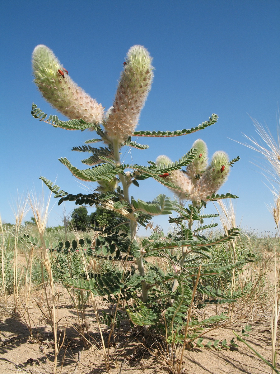 Изображение особи Astragalus alopecias.