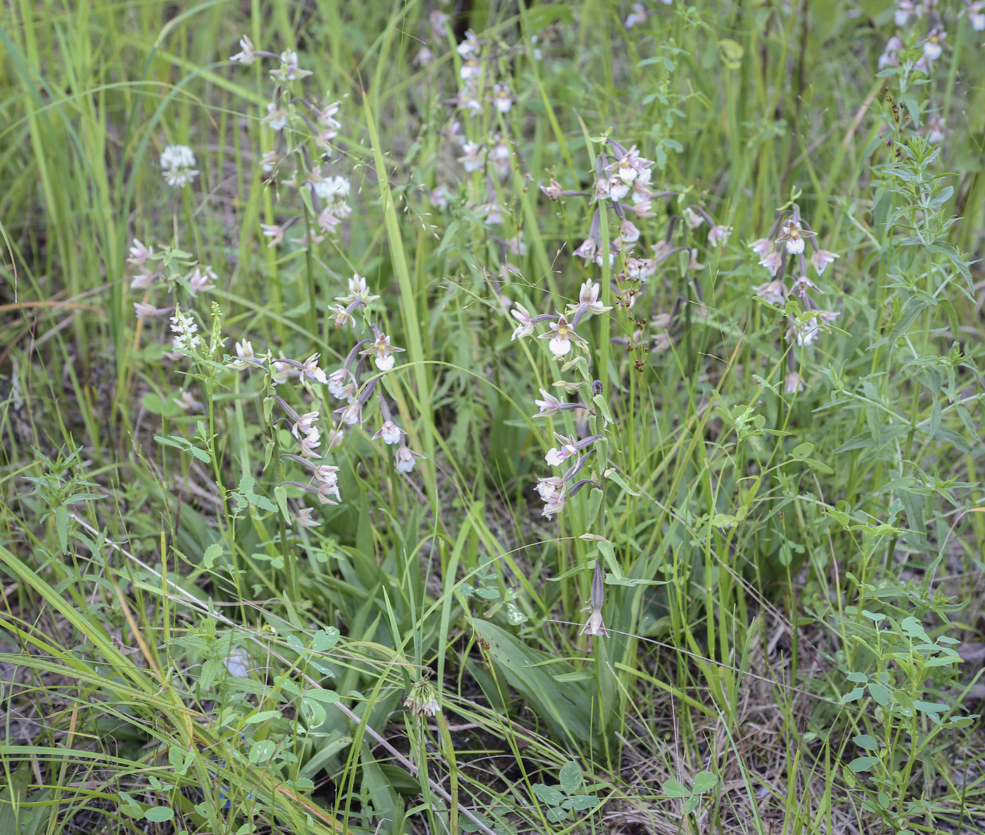 Image of Epipactis palustris specimen.