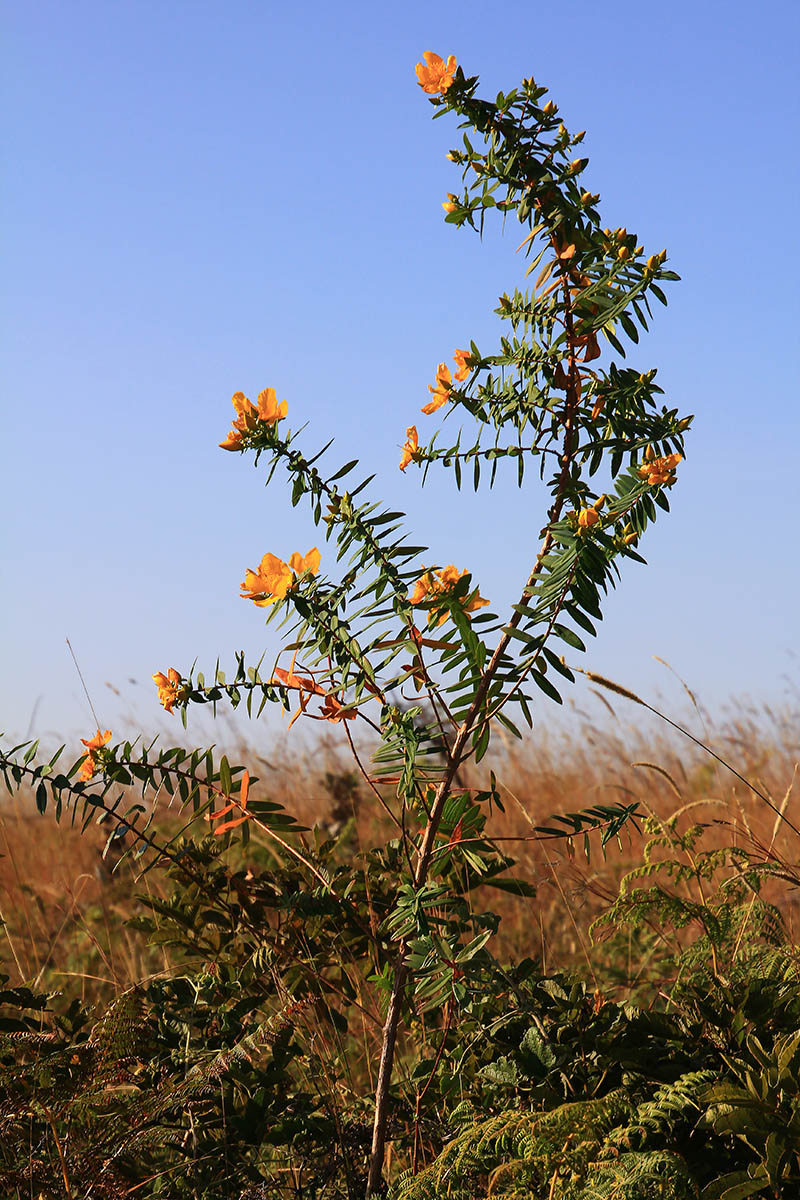 Image of Hypericum lanceolatum specimen.