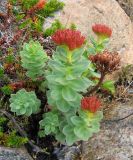 Rhodiola rosea. Плодоносящее растение с прошлогодним побегом на прибрежных скалах. Кольский п-ов, Восточный Мурман, губа Широкая. 20.07.2009.