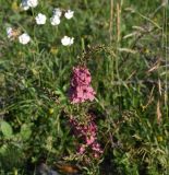 род Verbascum. Верхушка цветущего растения. Республика Ингушетия, Джейрахский р-н, окр. ур. Тхаба-Ерды, луг рядом со старыми окопами. 21 июня 2022 г.