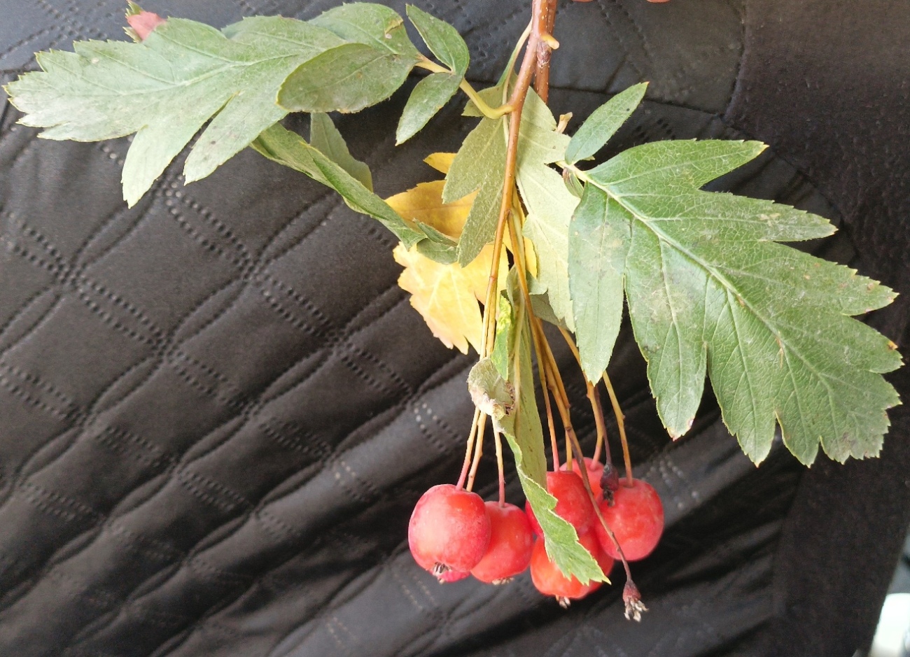 Image of Sorbus turkestanica specimen.