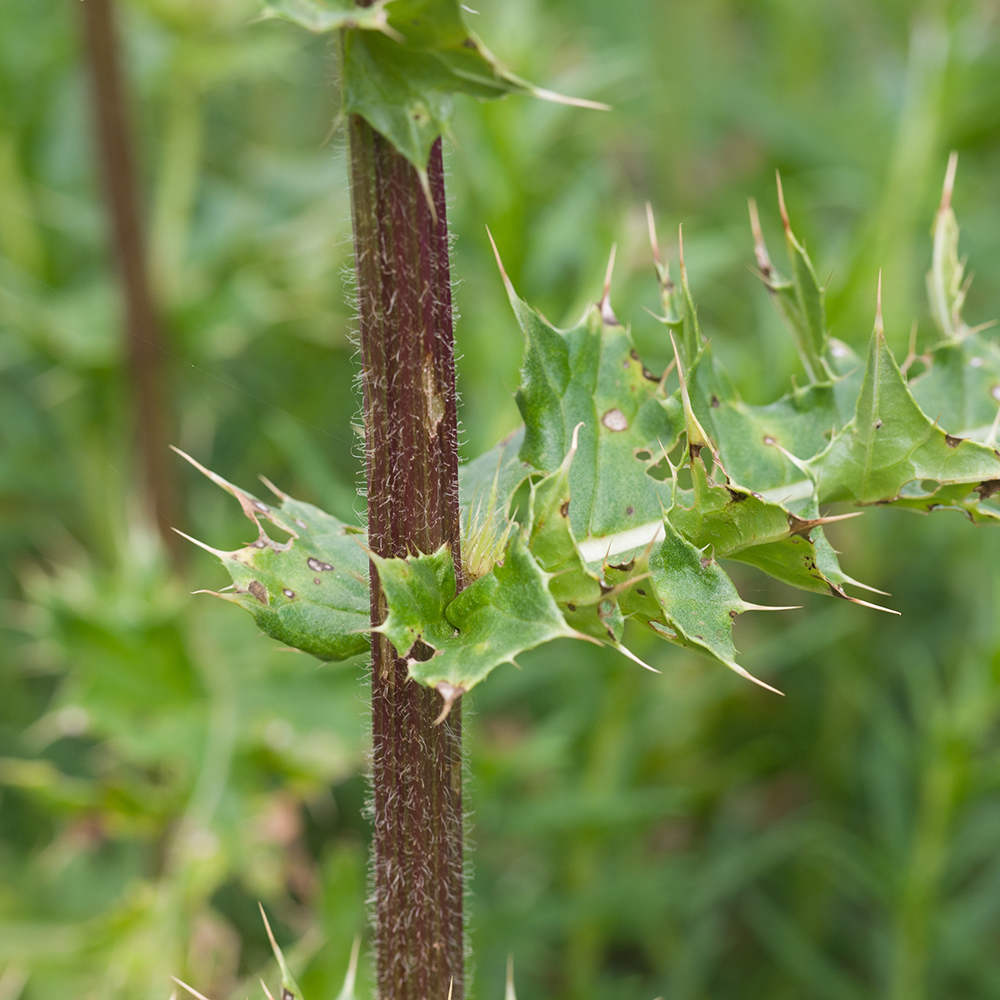 Image of Cirsium obvallatum specimen.