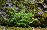 Woodsia ilvensis