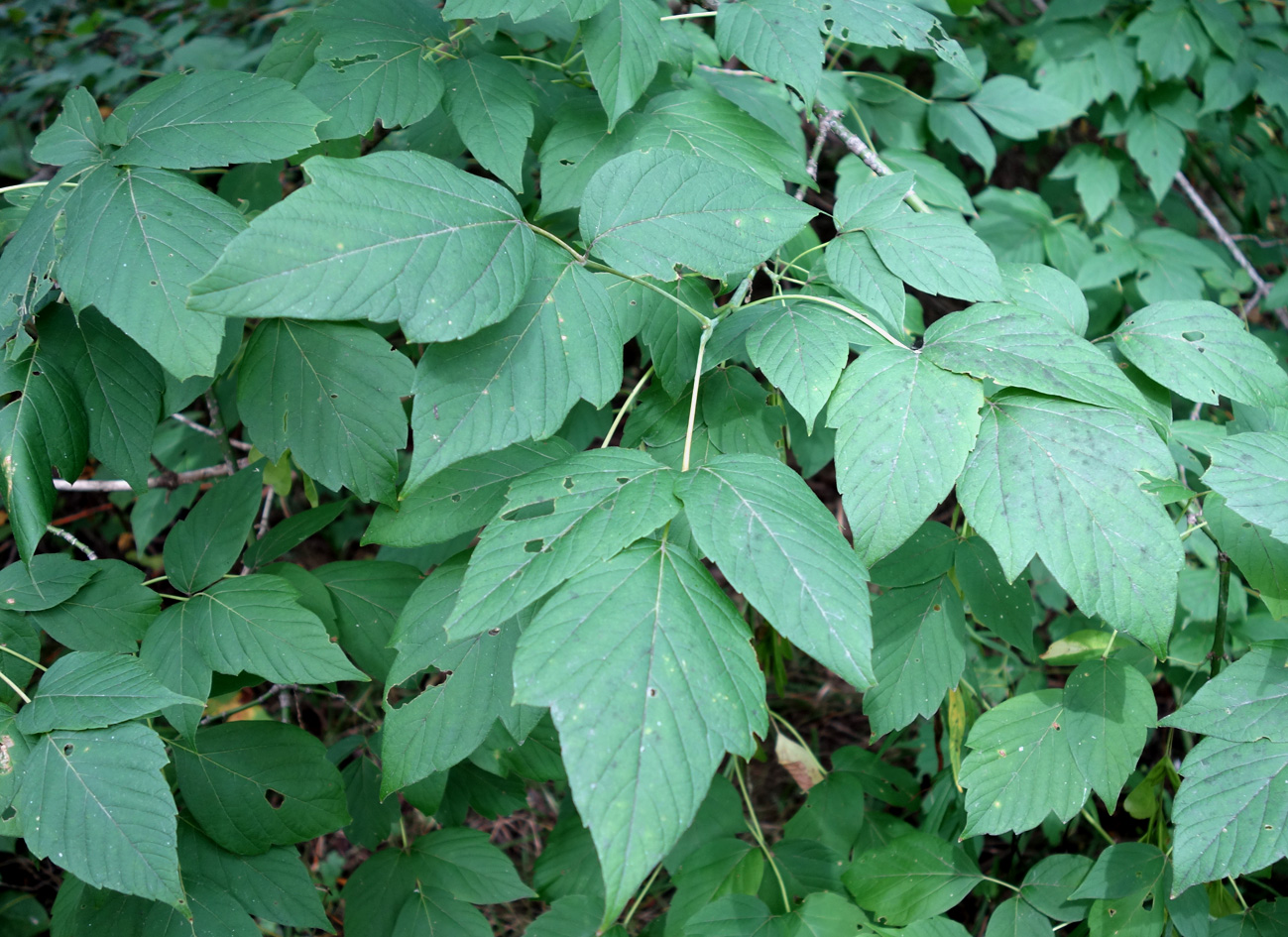 Image of Acer negundo specimen.