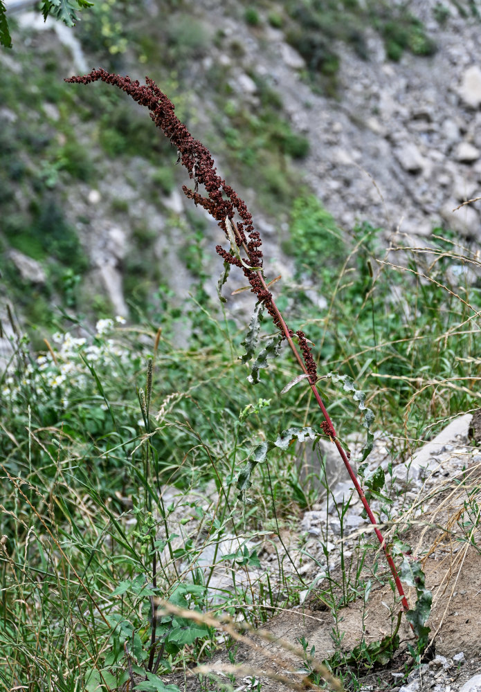 Image of genus Rumex specimen.