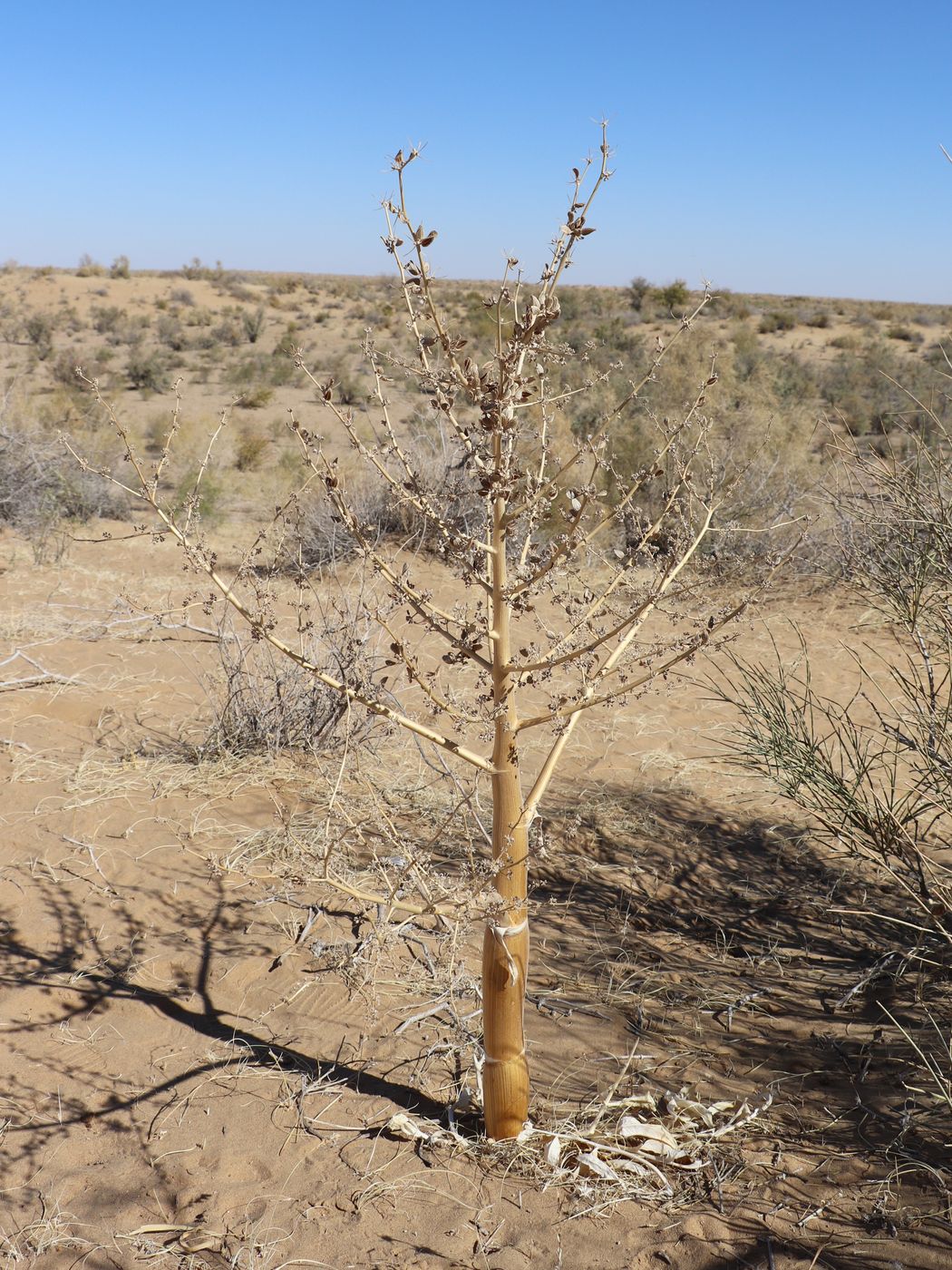 Image of Dorema sabulosum specimen.