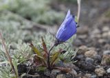 Campanula lasiocarpa. Цветущее растение с повреждённым венчиком цветка. Камчатский край, Елизовский р-н, природный парк \"Вулканы Камчатки\", окр. перевала Красная Сопка, щебнистая тундра. 27.08.2022.