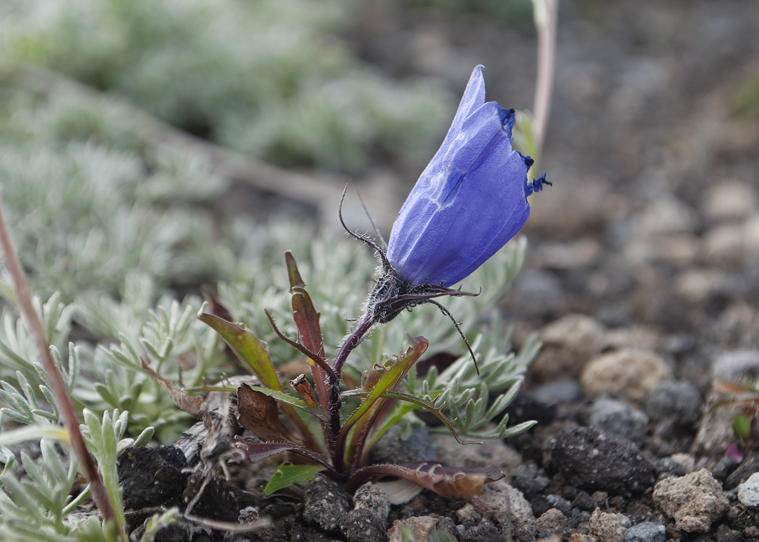 Image of Campanula lasiocarpa specimen.