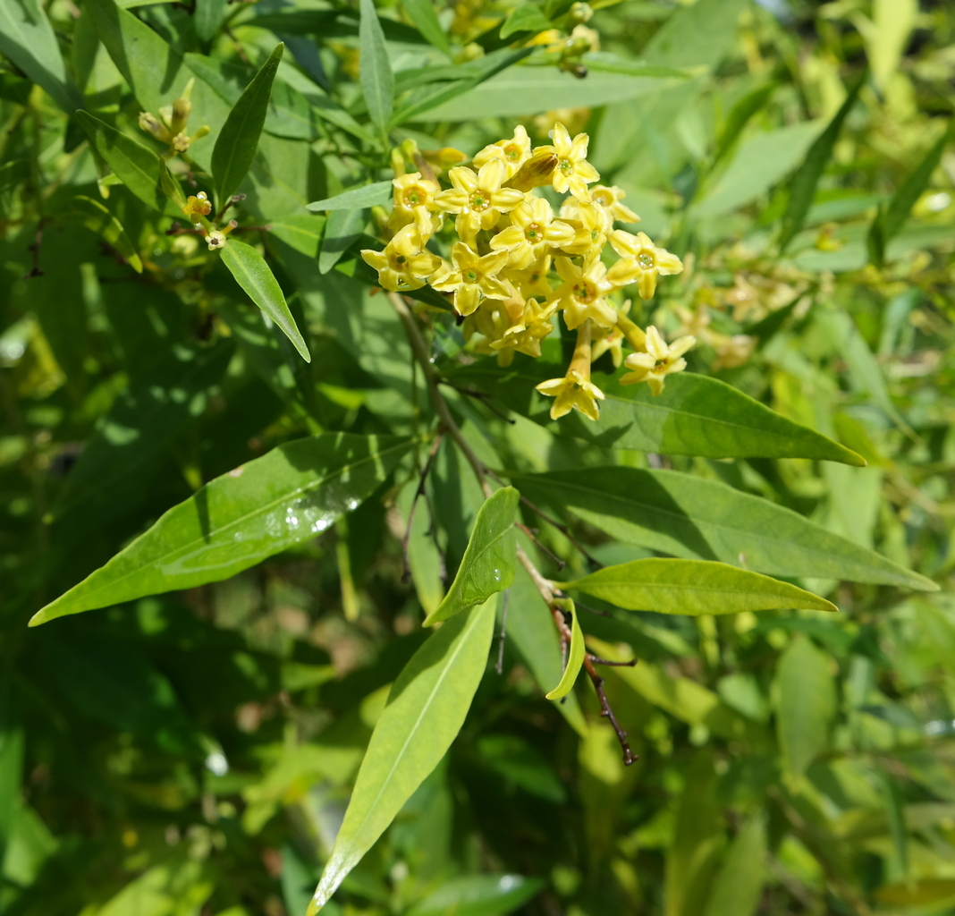 Изображение особи Cestrum parqui.