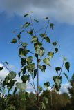 Betula pendula. Верхушка особи подроста с частично погрызенными листьями. Псковская обл., Невельский р-н, окр. дер. Дубище, суходольный вейниковый луг. 18.09.2022.